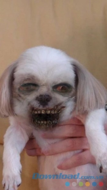 Biến đổi những thú cưng ngộ nghĩnh thành thây ma