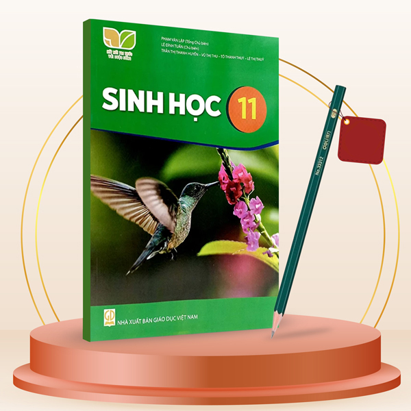 Sinh Học 11 (Kết Nối) (Chuẩn) - Kèm Bút Chì 2B Deli 33312-2B